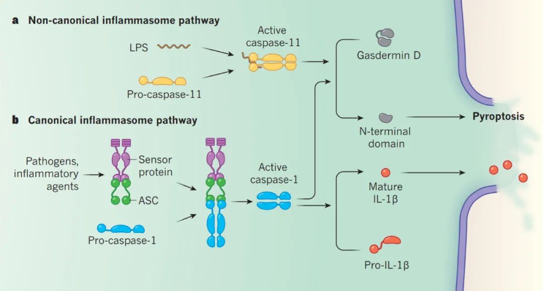 非經典的細胞焦亡途徑:其他模式識別受體,如細胞質脂多糖 (lps) 直接