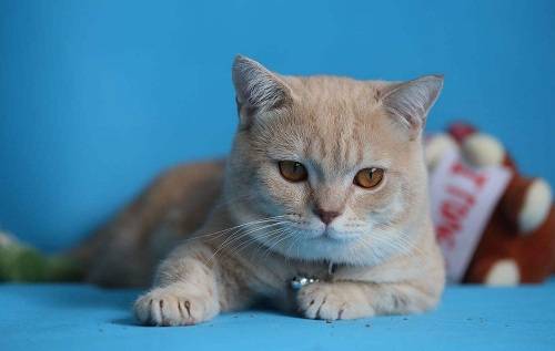 怎么样才能快速找到小猫 729337ce8b6d42868b1a5e76e02f3b63.jpeg