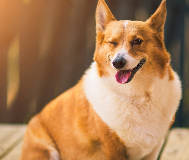 奖励|让狗住笼子残忍?至少这5个好处你不知道,居家训练1