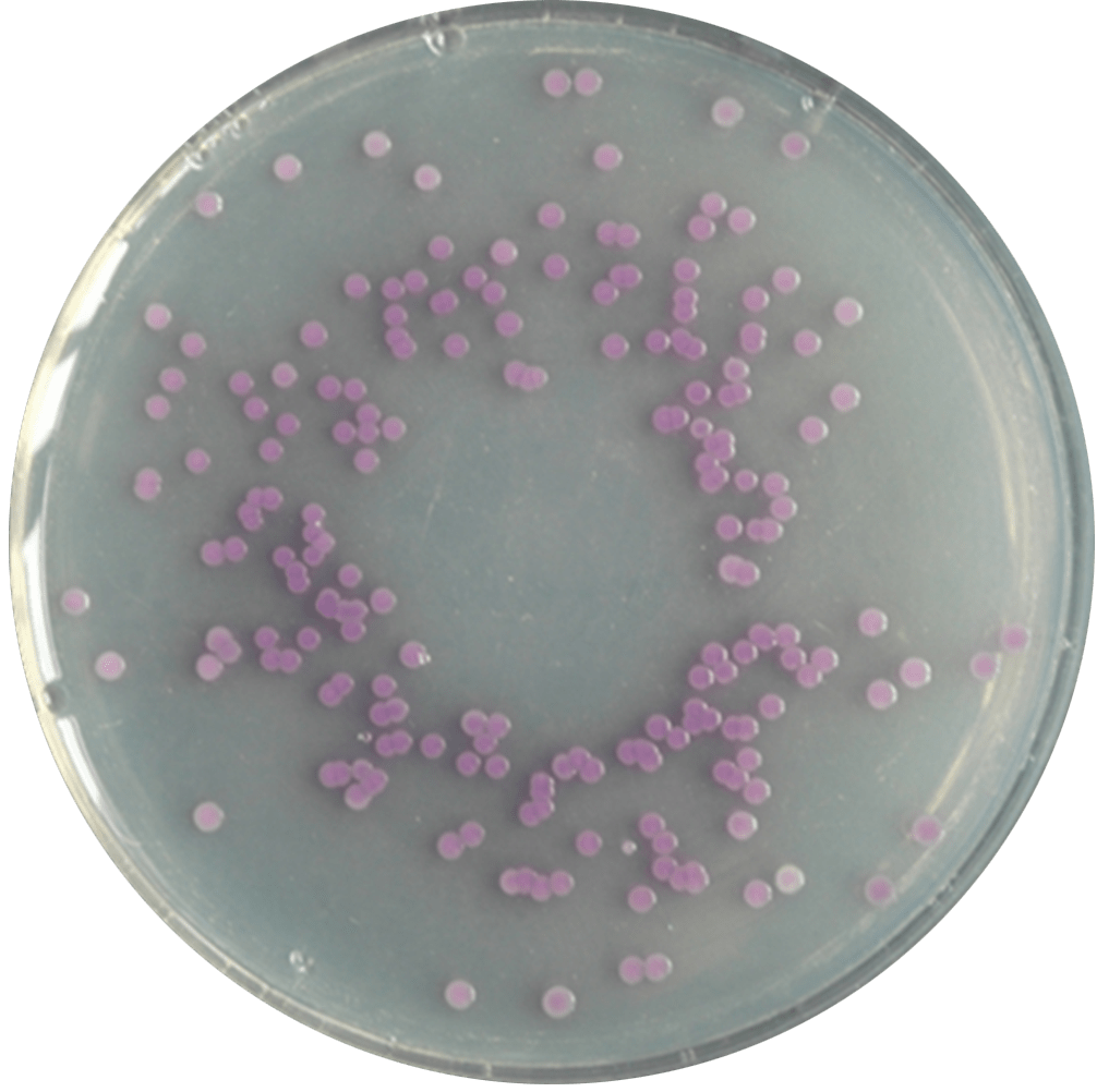 分解沙的微生物图片图片