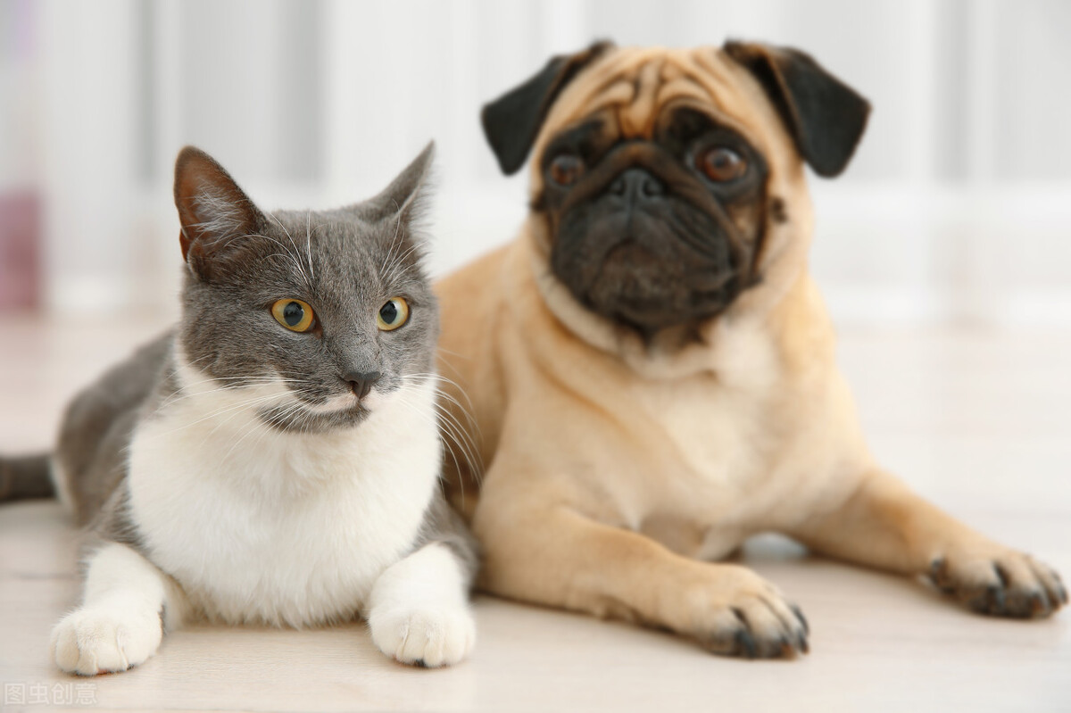 猫咪|宠物托运知识|新手养猫看过来!教你6种正确科学训猫法!