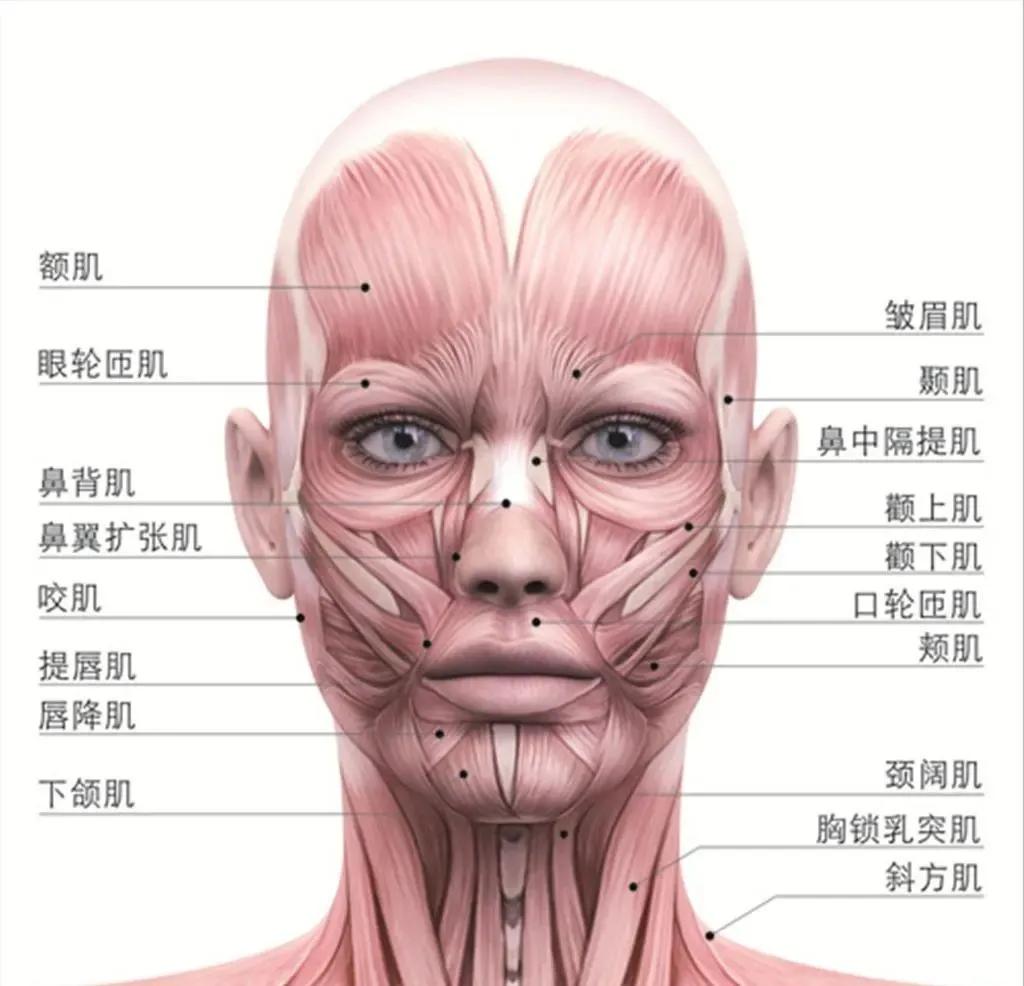 没有不良习惯的熟龄朋友也可能会有颈阔肌功能亢进的问题,这是因为