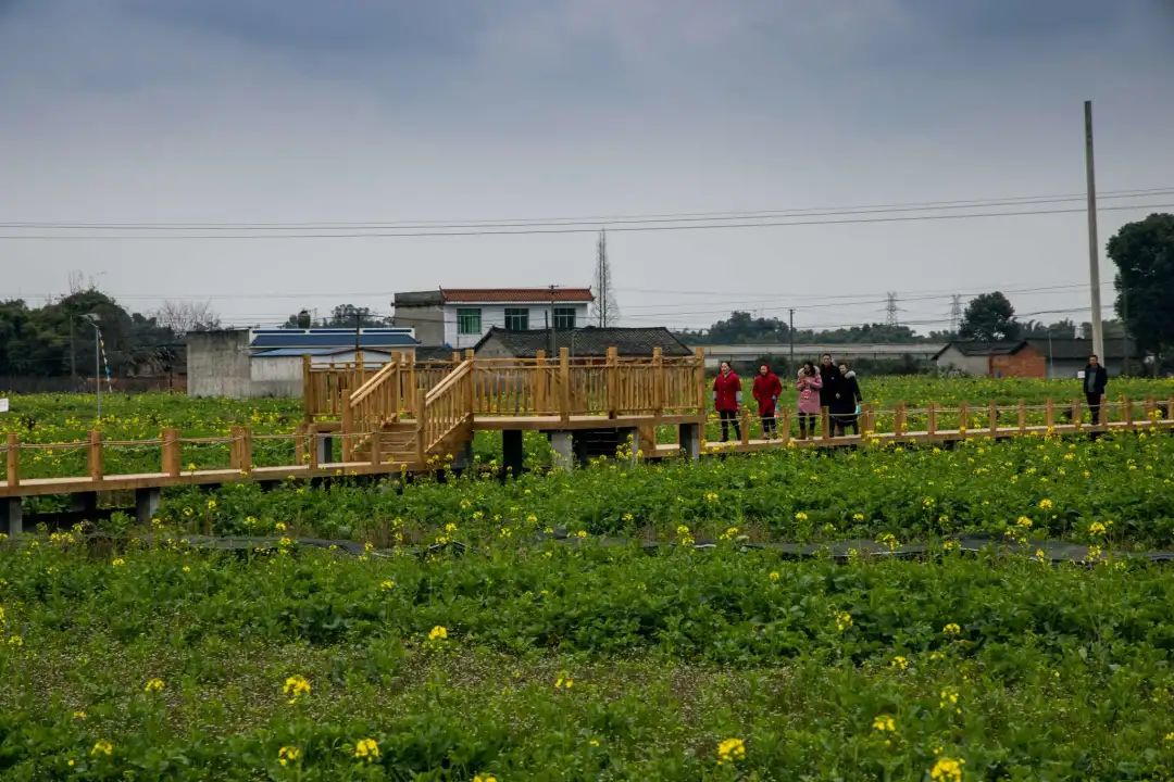 走进乡村看小康,修文镇三宝村油菜花即将盛开迎游客_东坡区_茶座_小时