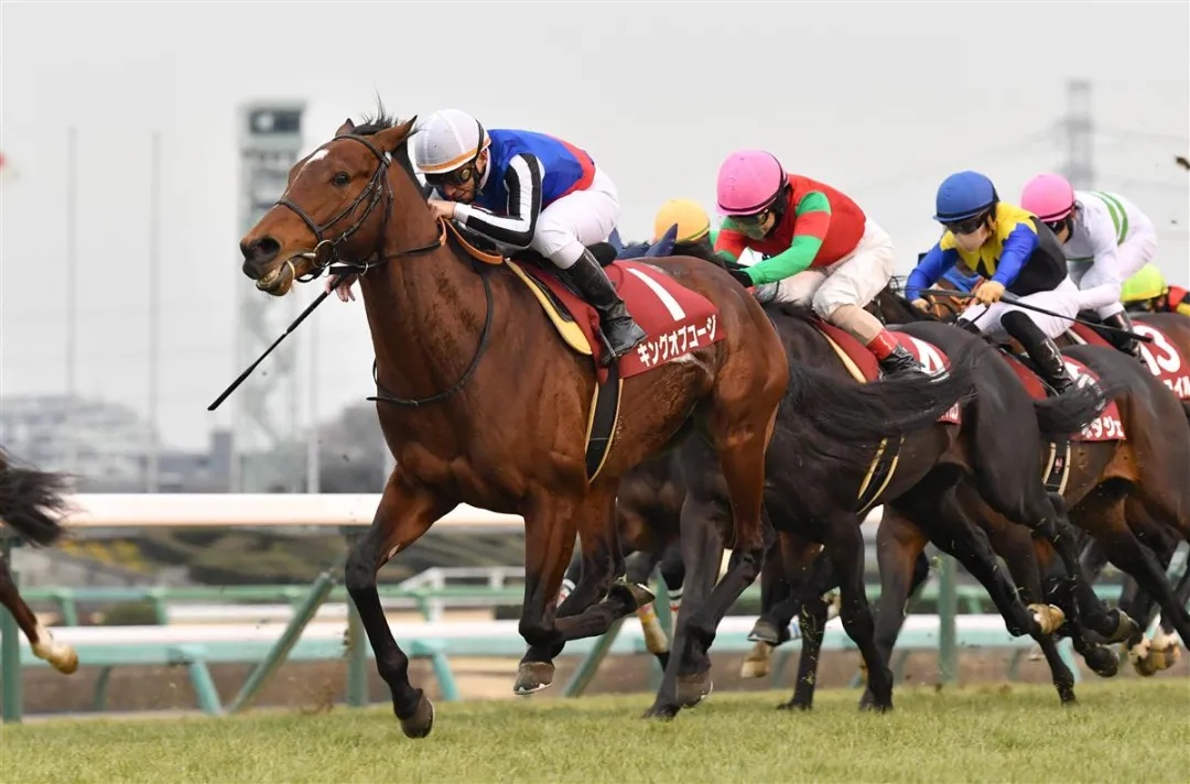 赛马邮报racingpost:日本种马"龙王"子嗣king of koji重夺冠军_马位
