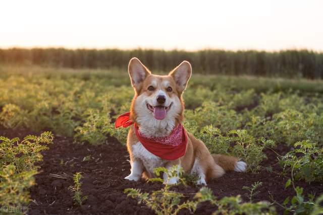 航空一只柯基犬从兰州航空托运到长沙的案例分享~