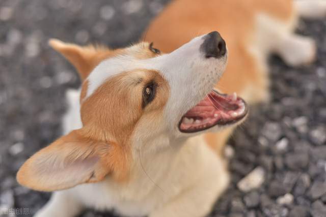 航空一只柯基犬从兰州航空托运到长沙的案例分享~