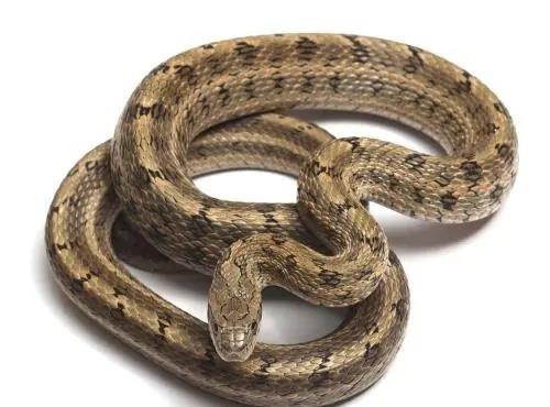 蛇是无脊椎爬行动物吗 d36fad0939cd4119a20bb52c497f9130.jpeg