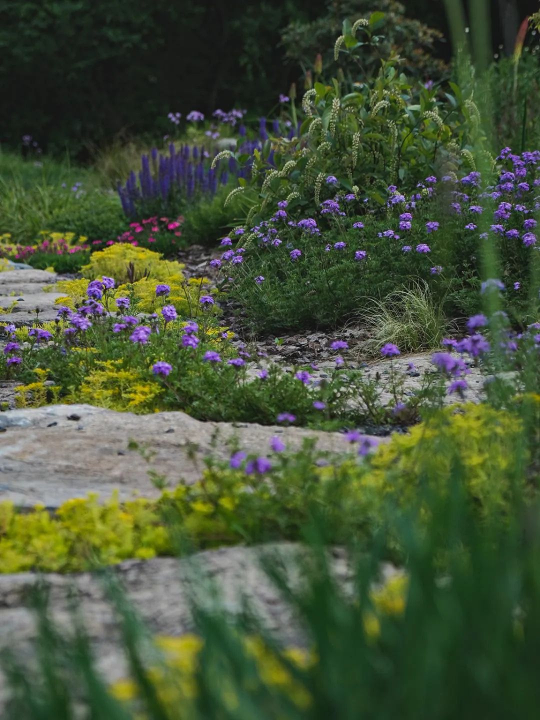 庭院设计|从石头缝里开出最鲜艳的花，野性十足的岩石花园独具魅力_植物_花朵_种植