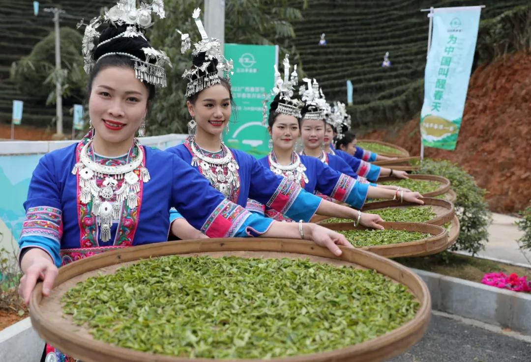 三江举行2022广西春茶节暨三江早春茶开采仪式_活动_发展_茶叶
