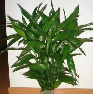 富贵竹几年能开花 724d95cc4eab4efc9ae12dccbac5374a.jpeg