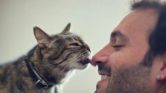 因为|猫咪爱不爱你,在这6个方面很诚实,瞒也瞒不住