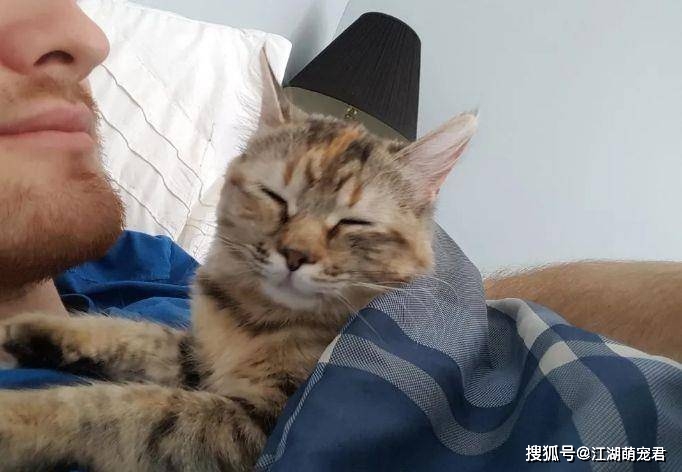 因为狸花猫为什么喜欢和主人睡觉？其中的原因，看完觉得太暖心了