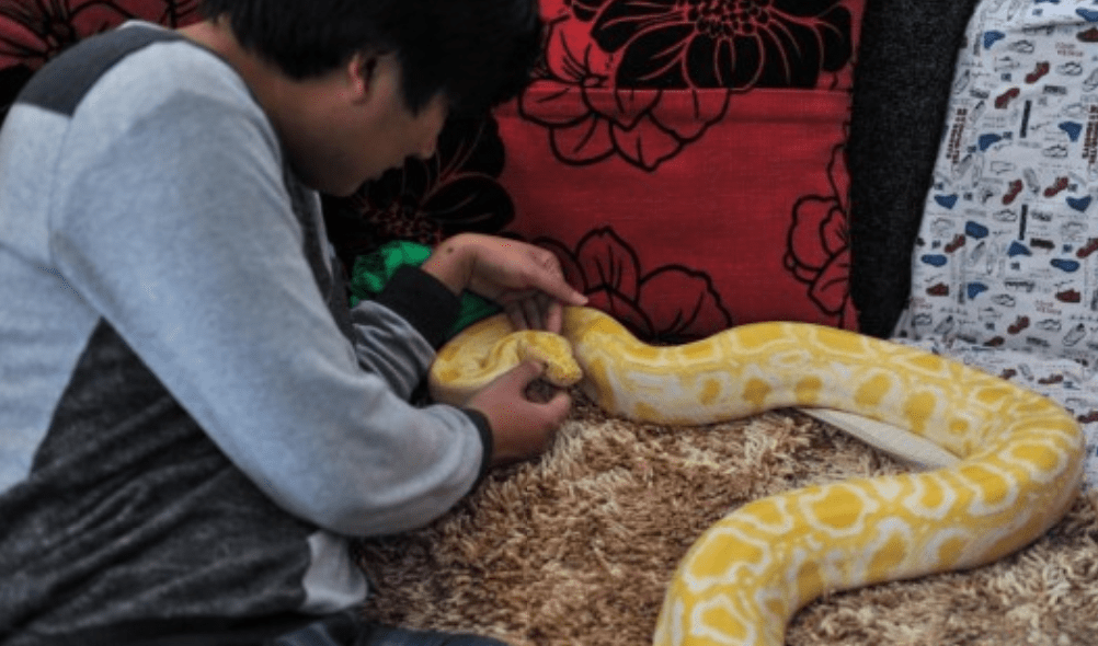 云南小伙白拓:头枕蟒蛇睡觉,与25条蛇同居17年,至今没被蛇咬