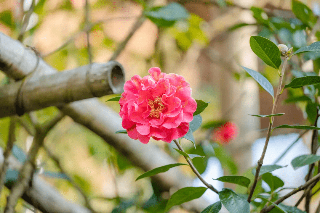 奖杯|“幸福腾冲 花开和睦”摄影大赛等你参与，超多大奖等你来拿！