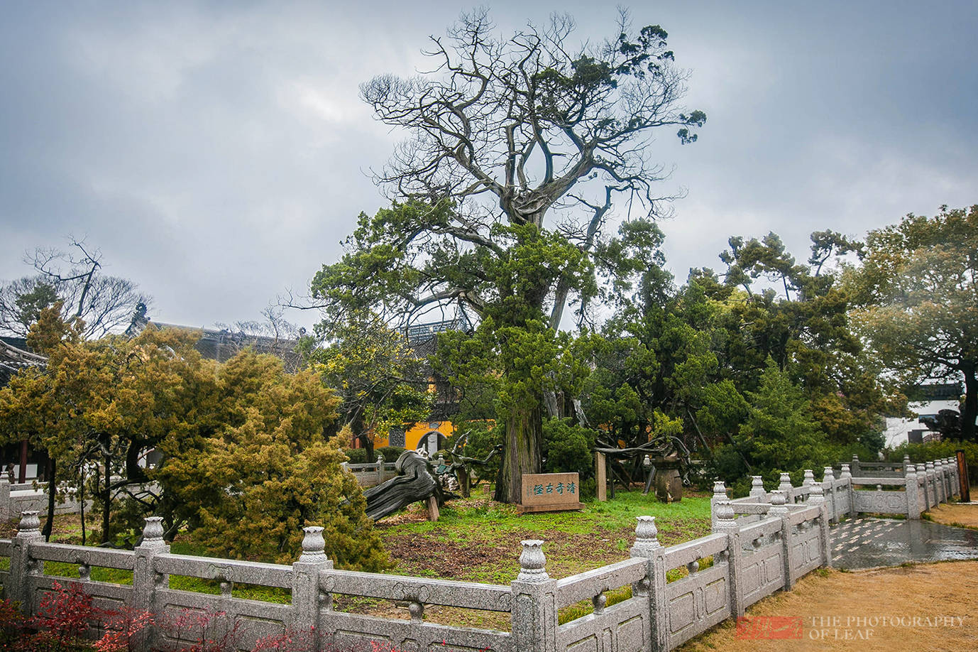 奇景|苏州这棵树被雷劈成两半，1900多年还活着，乾隆赐名“清奇古怪”