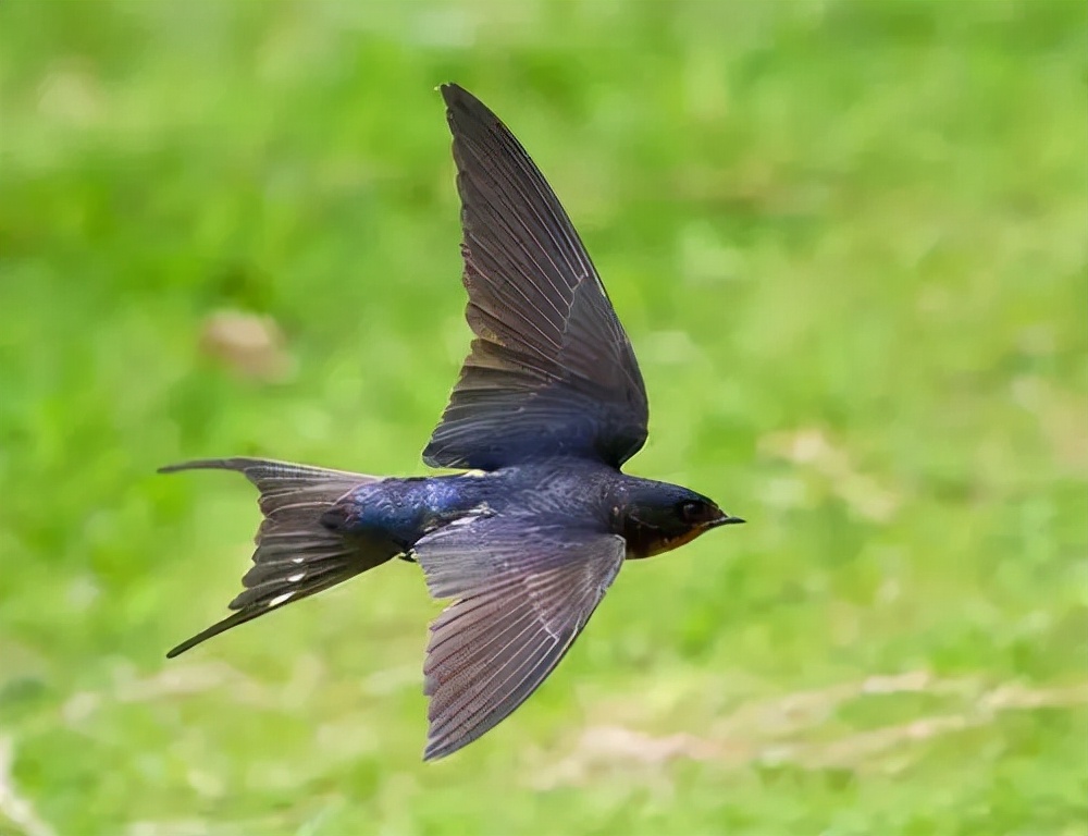原创一生边飞边睡的雨燕落地几乎等同送死可它是怎样繁衍后代的