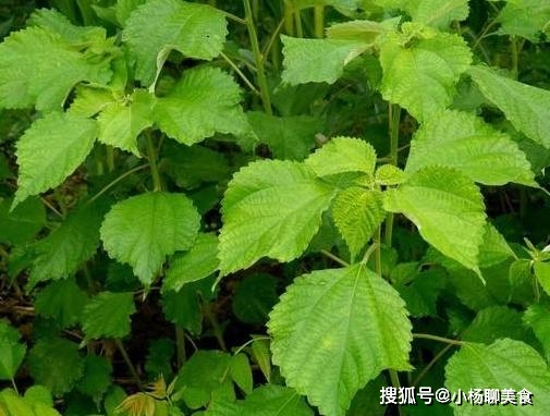 第一種:蕁麻草,大部分農村人知道這種野菜,它長得就特別地奇怪,表面上