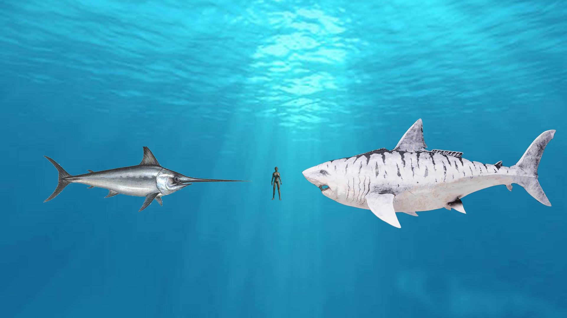 在自然界中,所有生物都遵循着适者生存的原则,当剑鱼和猎物或天敌相遇