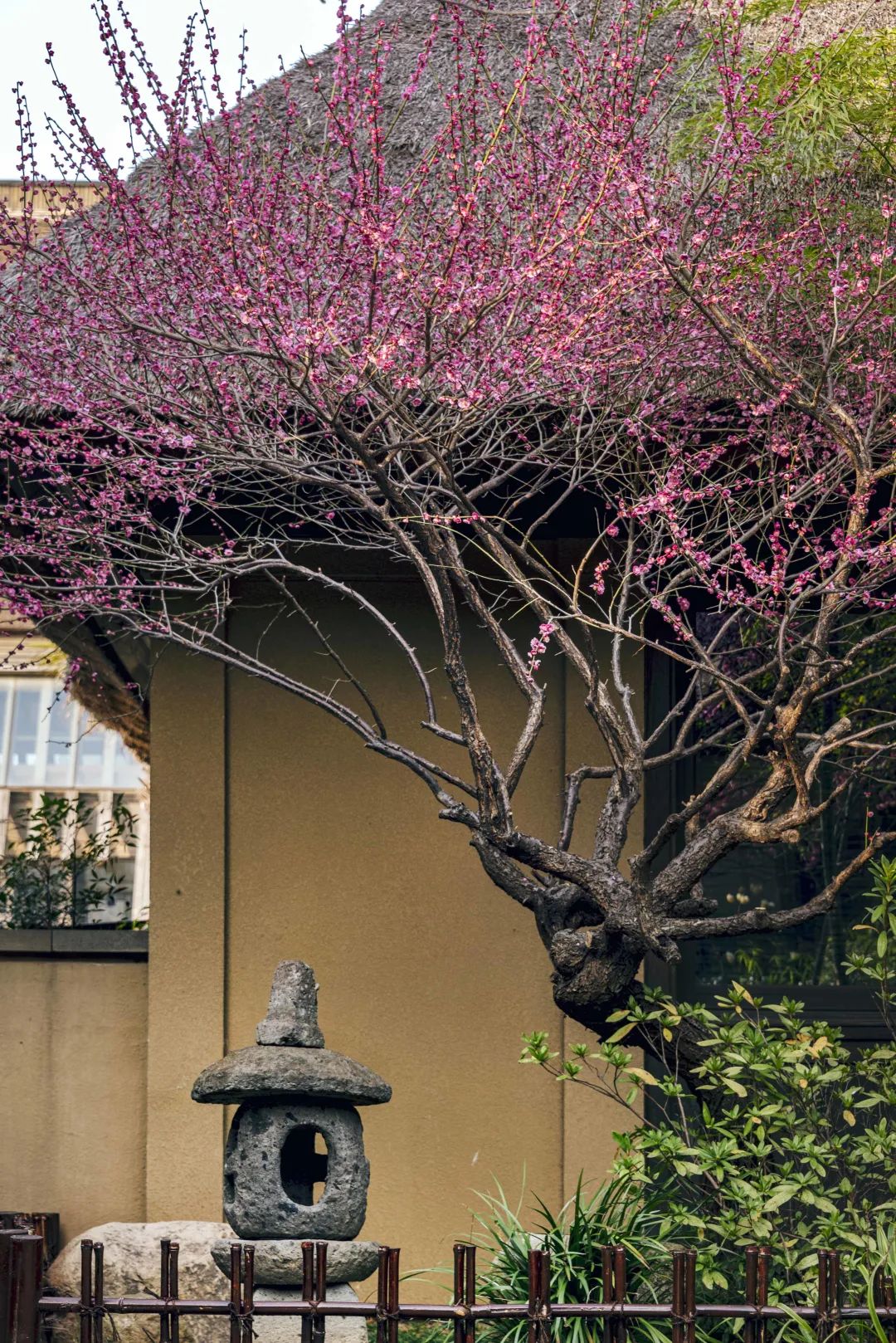 红梅有信,静待春来_梅花_江南多_意境