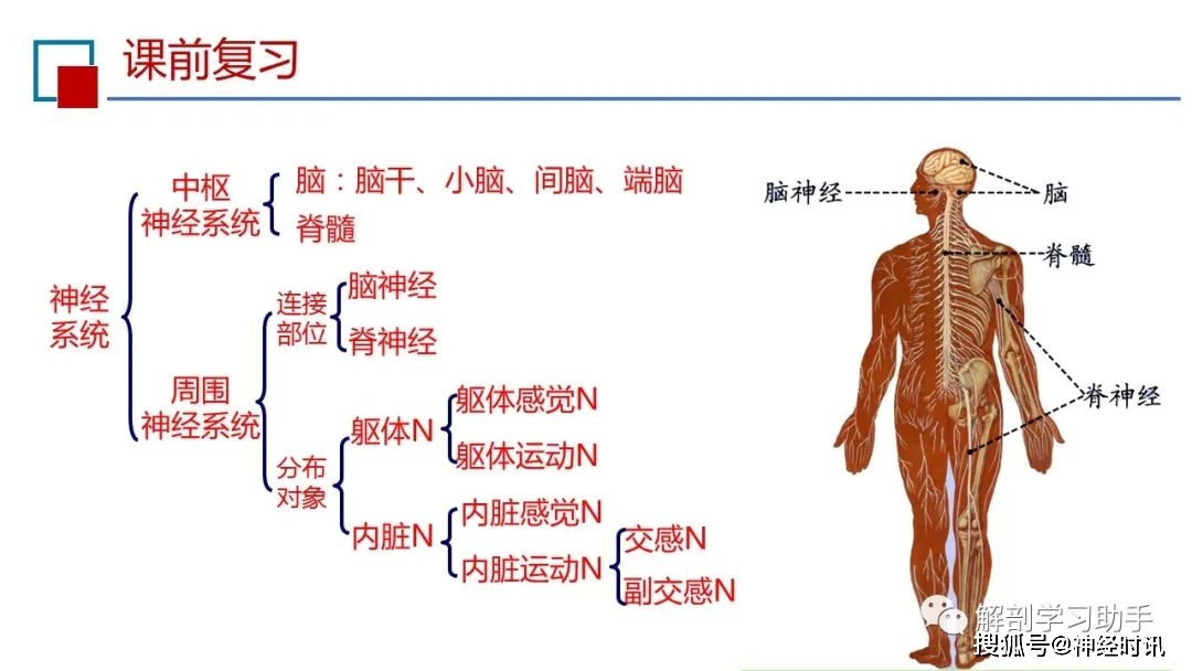 生理學課件【神經系統功能】_骨骼肌_受體_有機磷