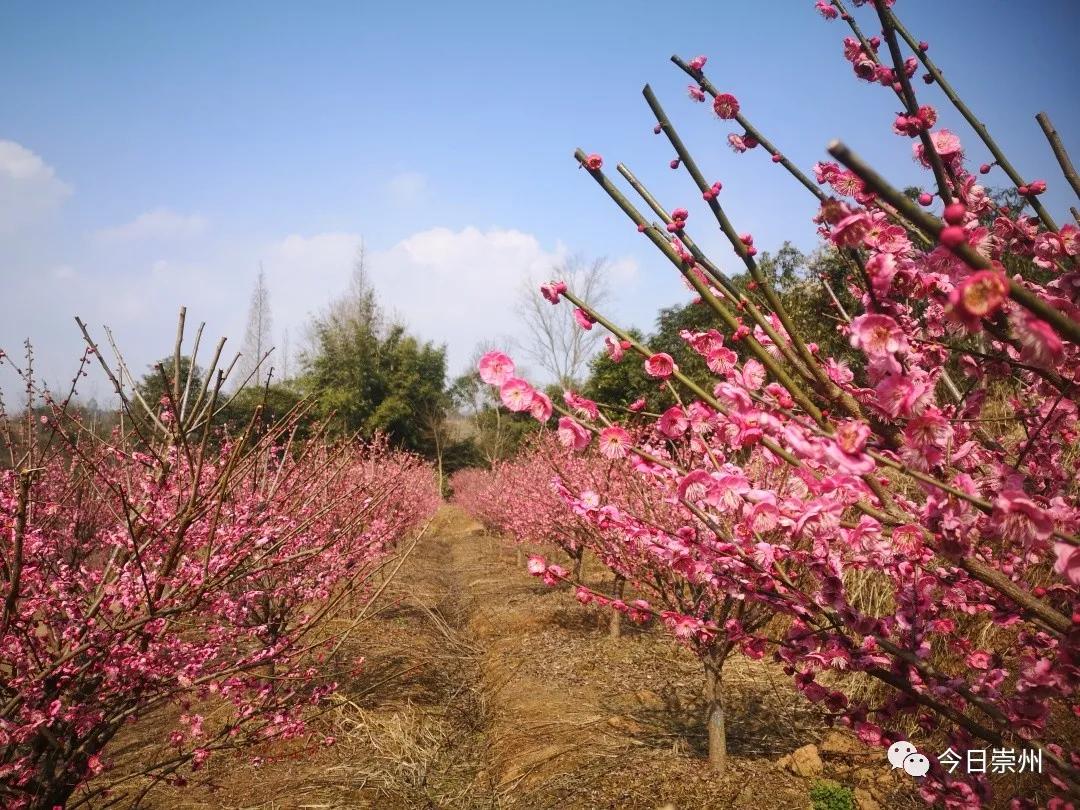 红梅迎春来|崇州山间花正艳,约!_红旗村_梅林_粉色