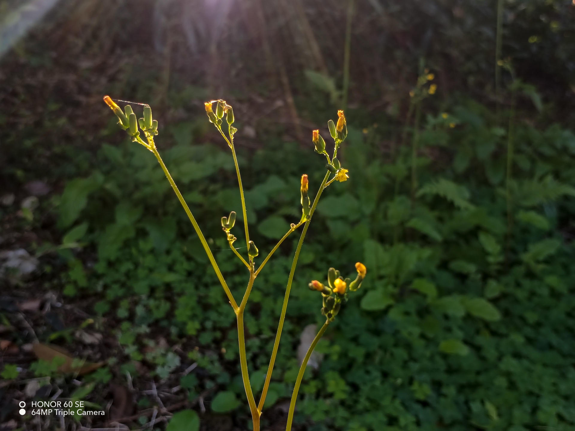 2000元的机，5000元的屏？荣耀60 SE轻体验