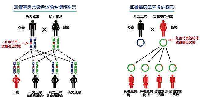 生殖遗传科的知识(生殖与遗传科是做什么的)-第1张图片-鲸幼网