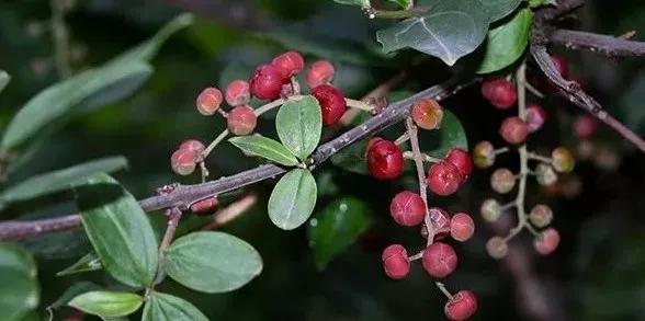 常用于痈疽肿毒,疥癣,黄水