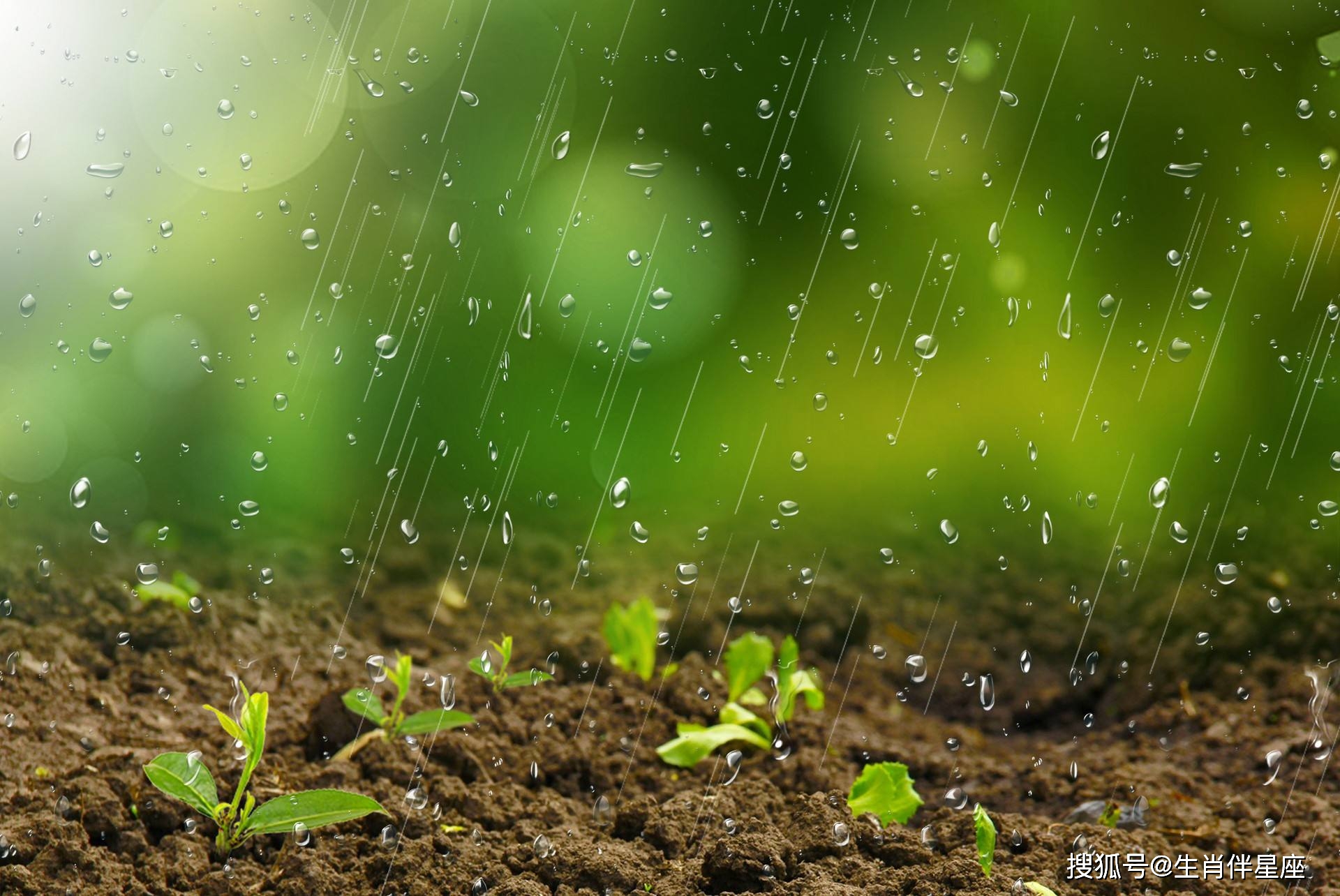 原创雨水节气可以种什么菜雨水节气的农事指南