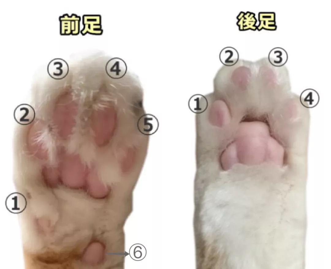 猫咪爪子构造图片