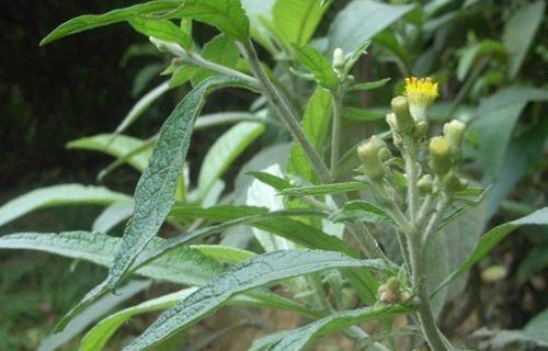 农村有一草 无论长在谁家地旁 都要重视 并且珍惜 尤其是女性 大风 女人 野草