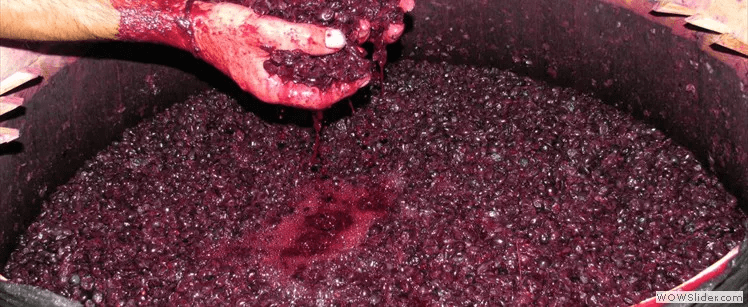 卡赫季|别卡速：豹子号333