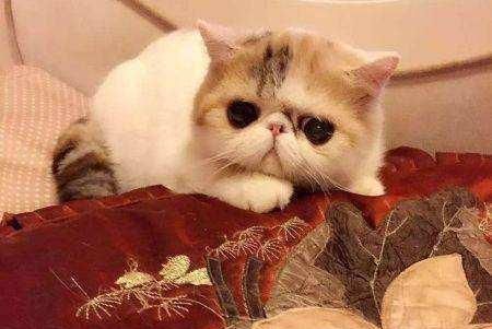 体型最受欢迎的5种宠物猫，你家的猫咪上榜了吗？
