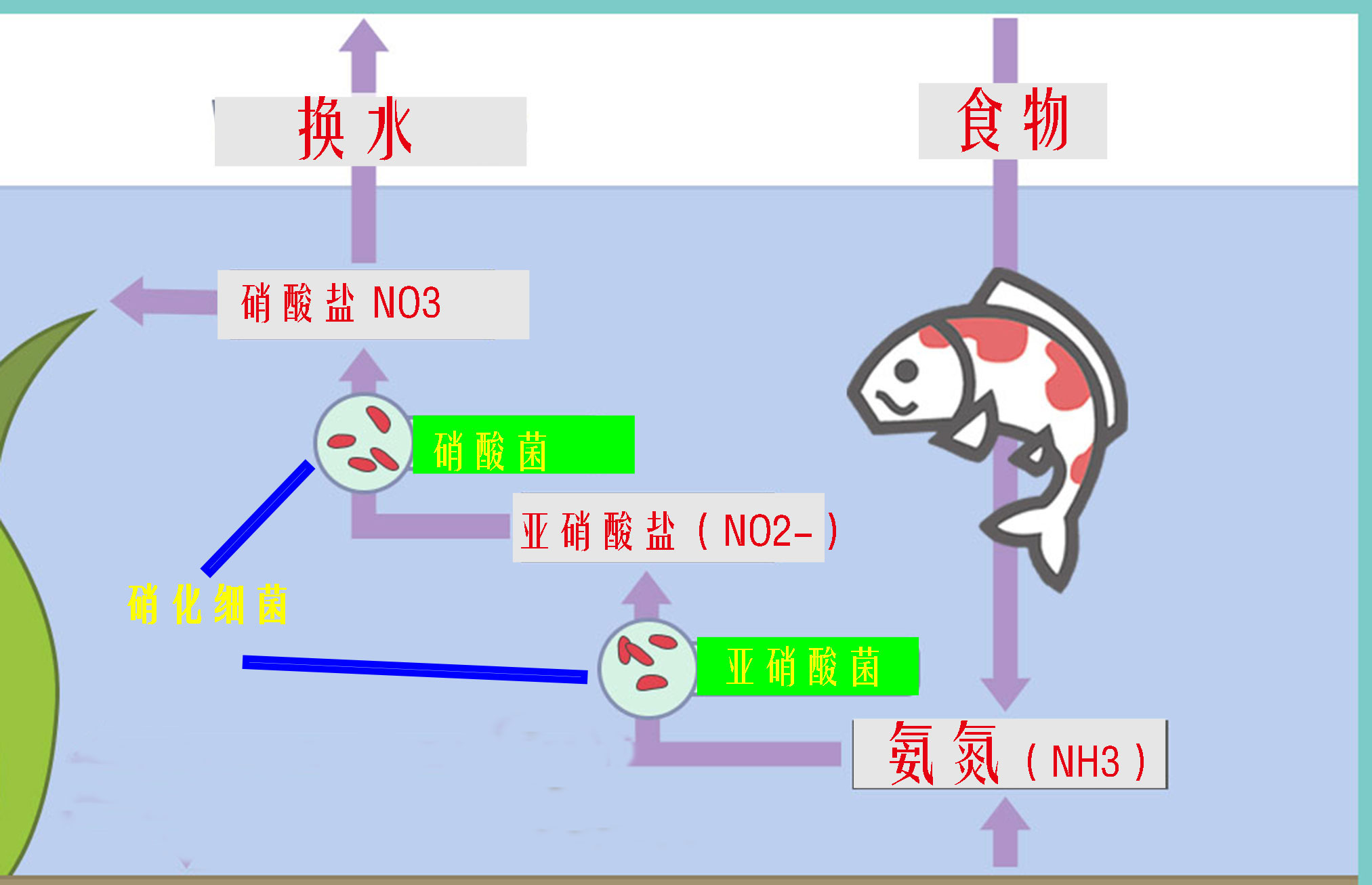 如何判断鱼缸硝化系统已形成
