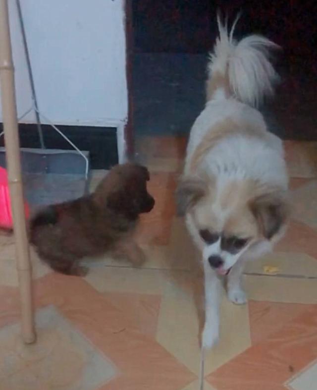 生活流浪狗妈领着狗崽上门乞食，狗妈：我扛饿不用喂，喂我孩子就行…