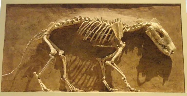 斑鬣狗化石图片