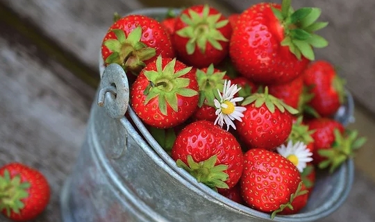 肾脏|草莓新鲜上市，肾友：我们能不能吃？