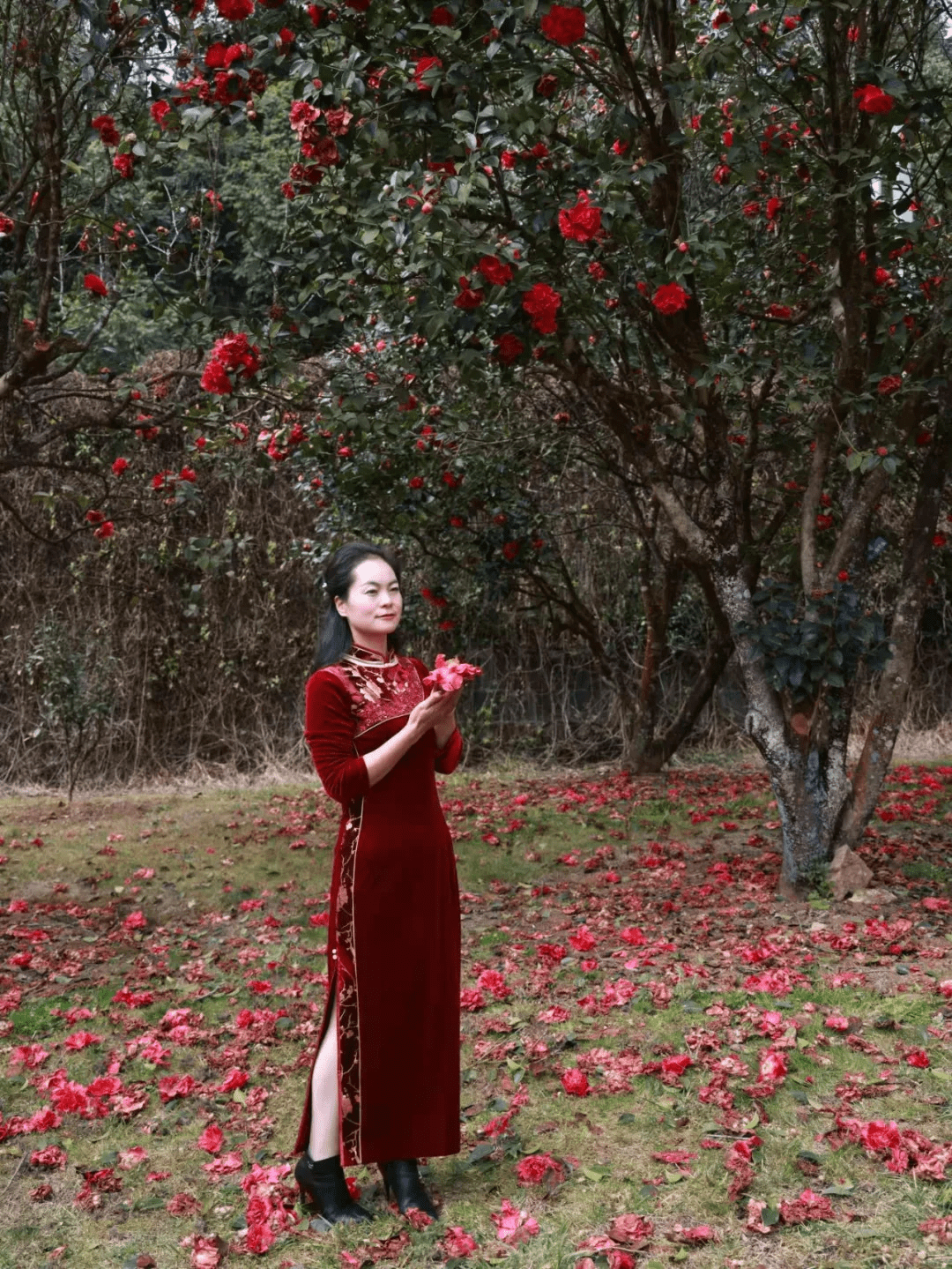 花朵|腾冲来凤茶花园里春色满园