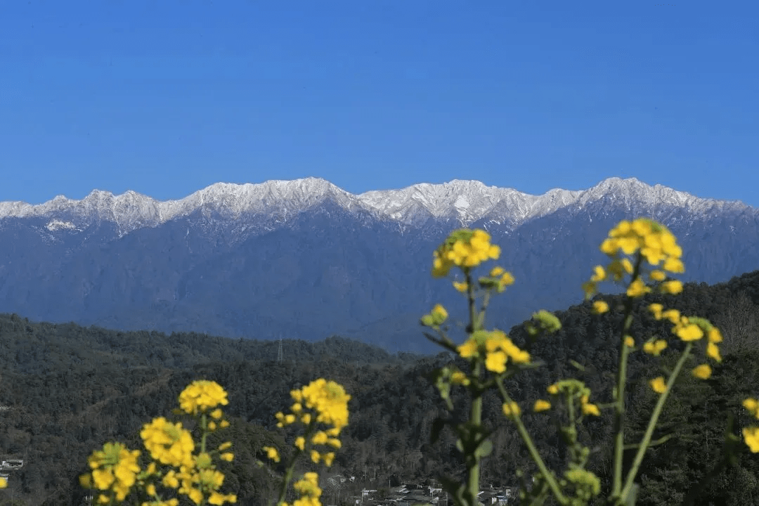 清风|初春腾冲：油菜花开金灿灿，紫云沫雪白皑皑
