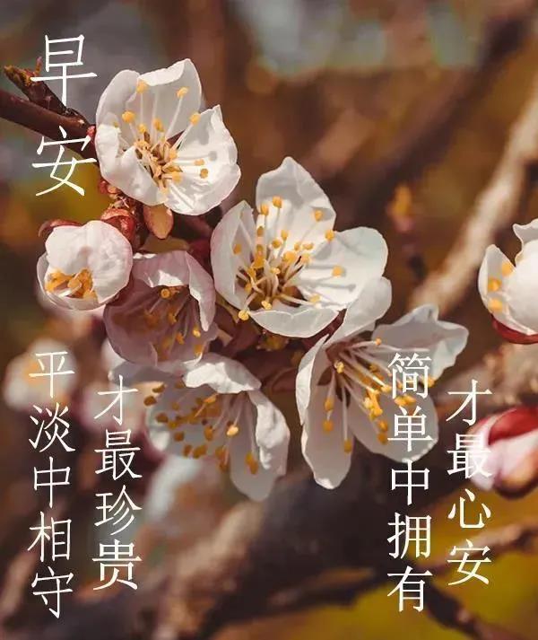 8张最新创意唯美的早安早上好祝福图片不用打字聊天的春天早上好问候