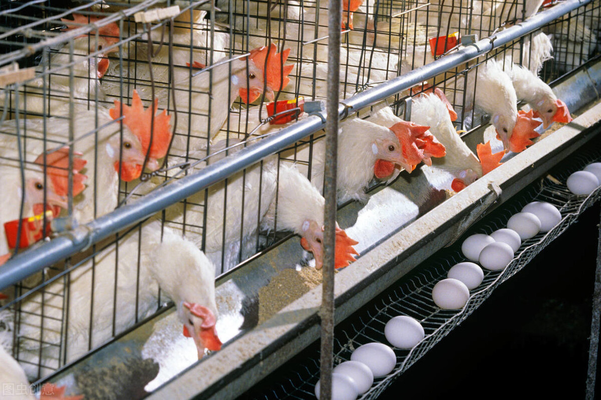 蛋鸡产蛋率突然下降的原因