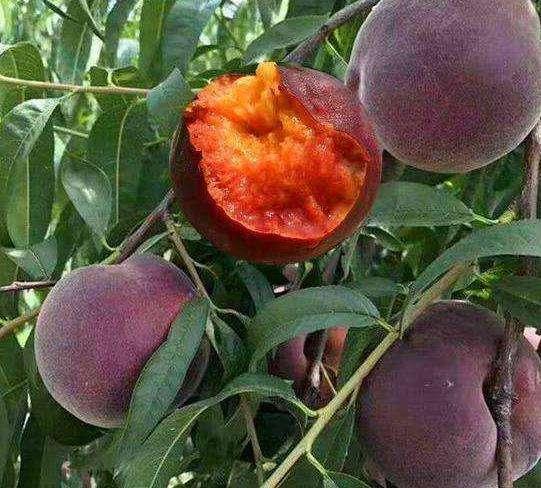 我国的昂贵果树,不怕旱不怕晒,市场反映好,国内朋友不要小觑_黑桃