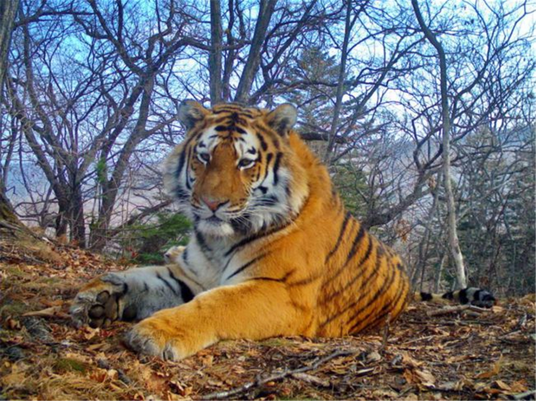 东麓地形崎岖,山地与河流纵横交错,一望无际的原始森林中活跃着野猪