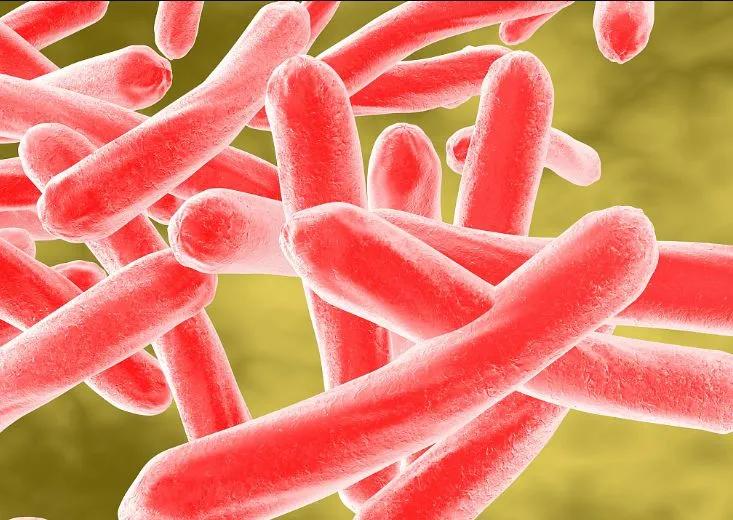 结核病是由结核分枝杆菌感染引起得慢性传染病,结核分枝杆菌可侵入