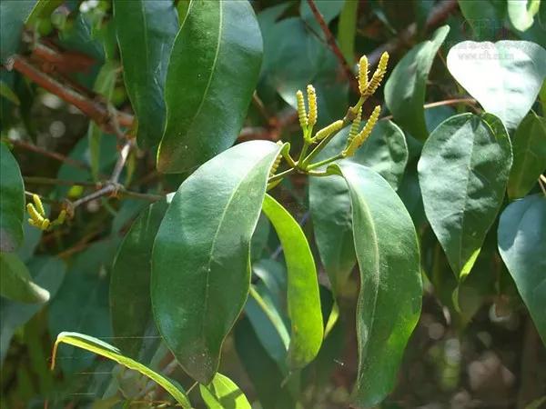 买麻藤的功效与作用祛风除湿活血散瘀