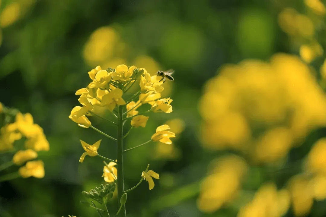 清风|初春腾冲：油菜花开金灿灿，紫云沫雪白皑皑