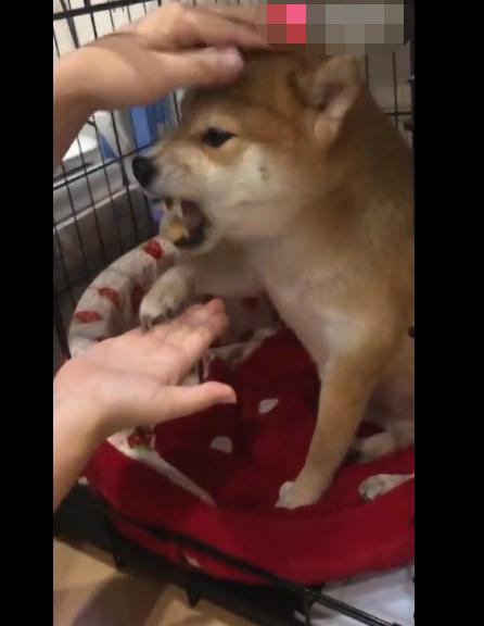 无可|主人用食物安抚暴躁狗狗，试图抚摸它，却被凶到生无可恋