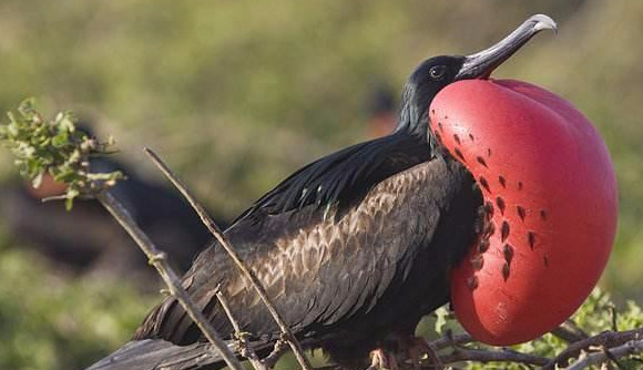 飞的最快的鸟排行_全世界飞行速度最快的鸟,甚至比高铁还要快,时速达到418公里