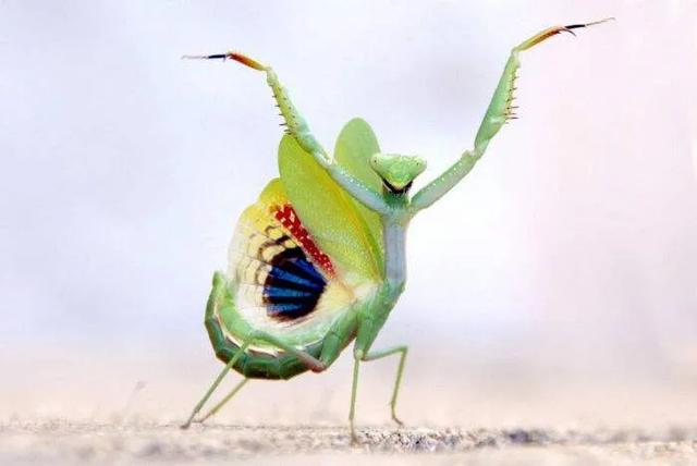 原创母螳螂为什么要在交配后吃掉自己配偶交配前为什么不敢吃