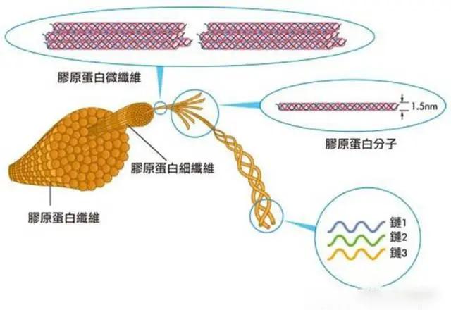 分子小分子胶原蛋白肽是什么神奇技术？为什么被瑞士人用来做成RST肌活液？